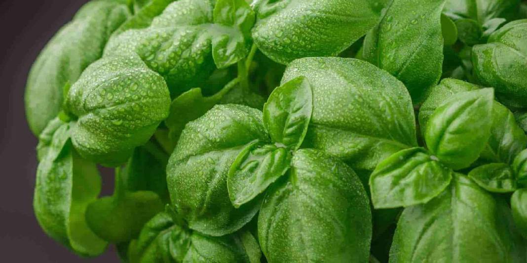 Kokusu şifa saçıyor! Evinizde mutlaka olsun: Tek bir bitkiyle hem baş ağrısı tarih oluyor hem sivrisinekler kaçıyor! 3